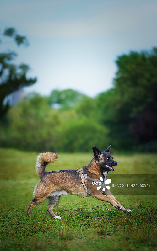 宠物摄影-中华田园犬图片素材
