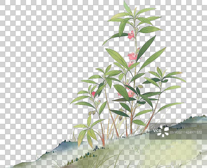 中国风清新手绘中草药植物素材图片素材