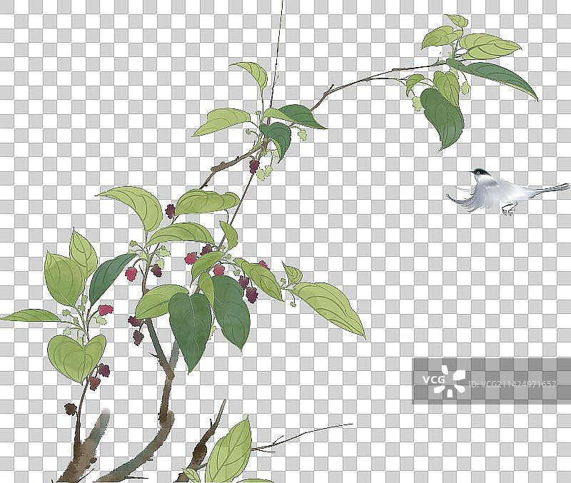 中国风清新手绘中草药植物素材图片素材