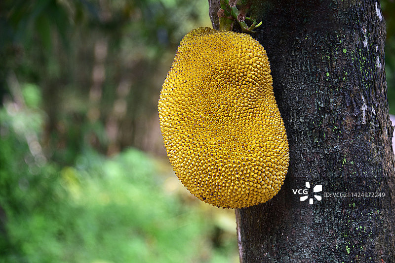 大树菠萝图片素材