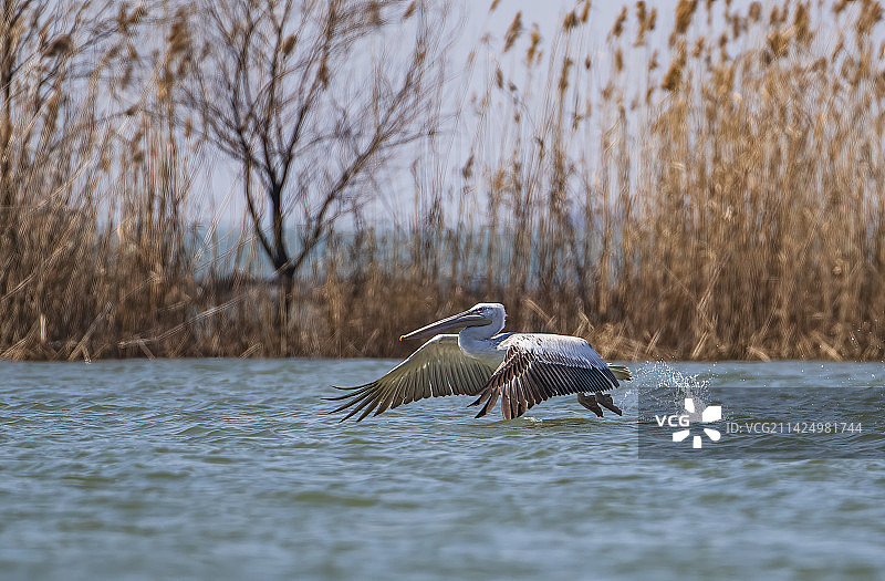 卷羽鹈鹕图片素材