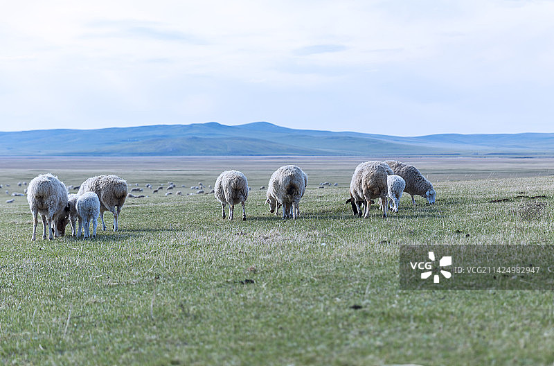 草原上的羊群，希拉穆仁草原。图片素材