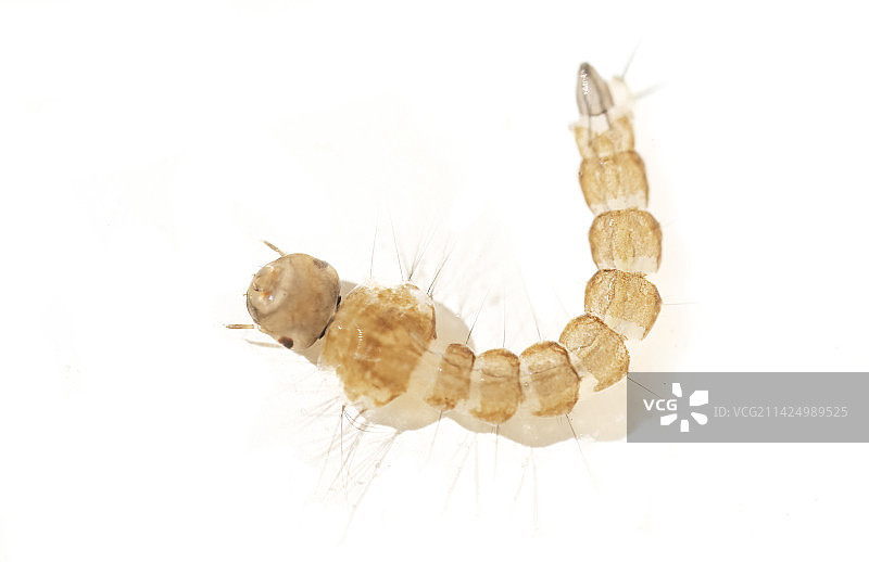 昆虫蚊子的幼虫形状特写超级微距特写图片素材