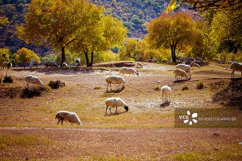内蒙古大草原 - 牛羊满山坡图片素材
