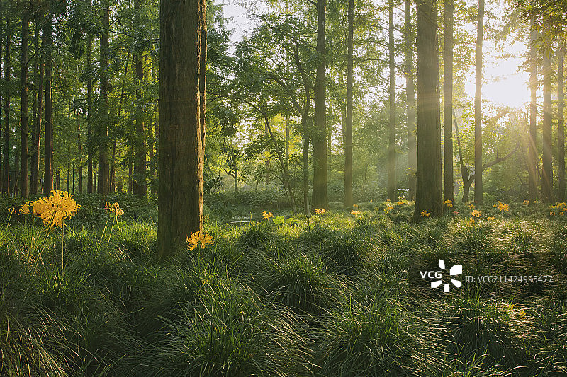 林间晨光图片素材