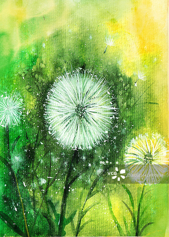 蒲公英图片素材