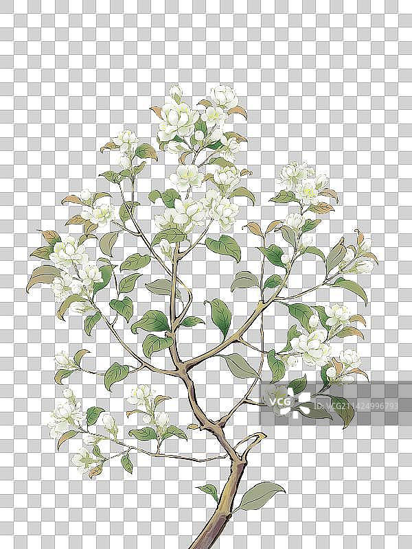 国风手绘茉莉花插画图片素材