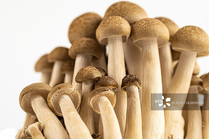 菌类蘑菇蟹味菇图片素材