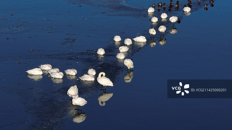 北京怀柔水库冬天大天鹅栖息航拍图片素材