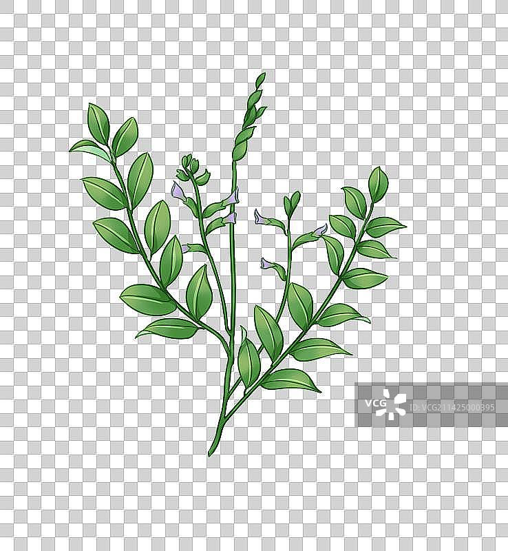 甘草图片素材