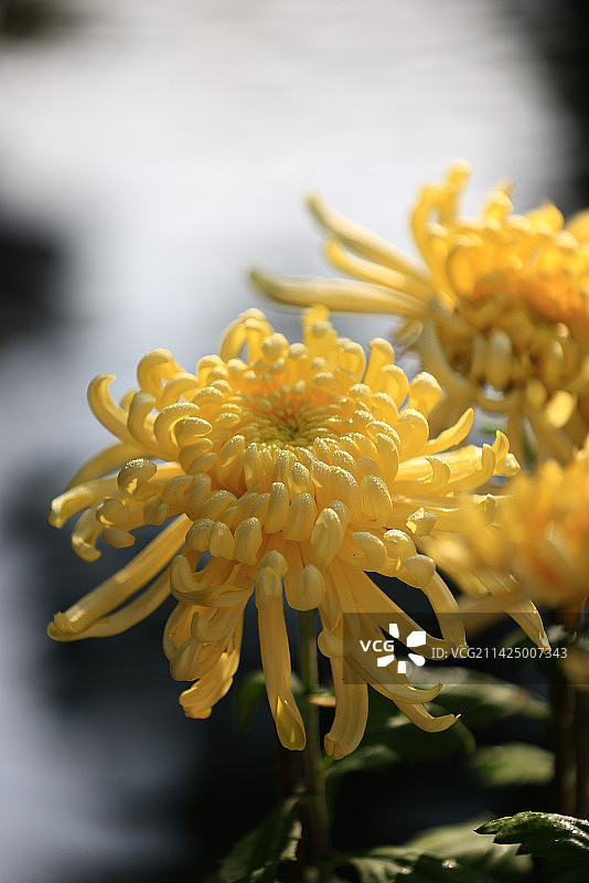 杭州植物园菊花展盛开的菊花特写图片素材