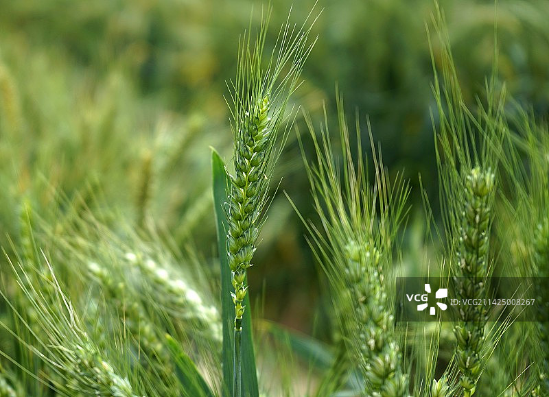 麦田 1图片素材