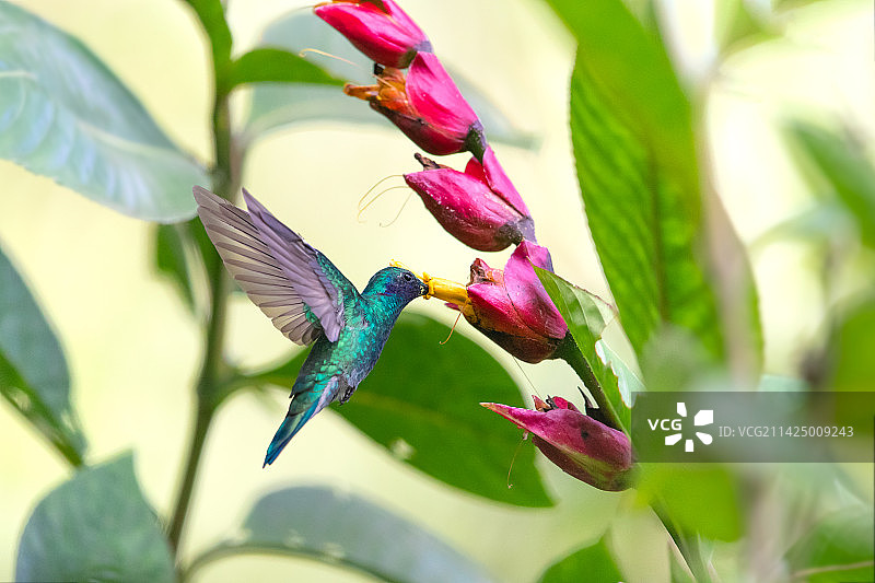 绿紫耳蜂鸟 Mexican Violetear图片素材