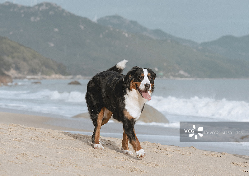 伯恩山犬图片素材