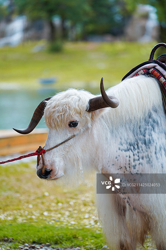牦牛说:你好图片素材