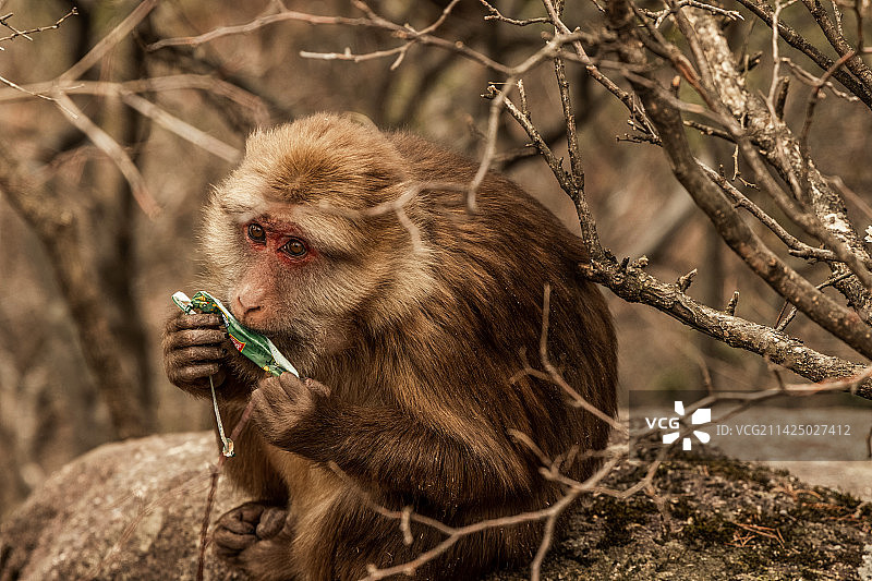 黄山短尾猴图片素材