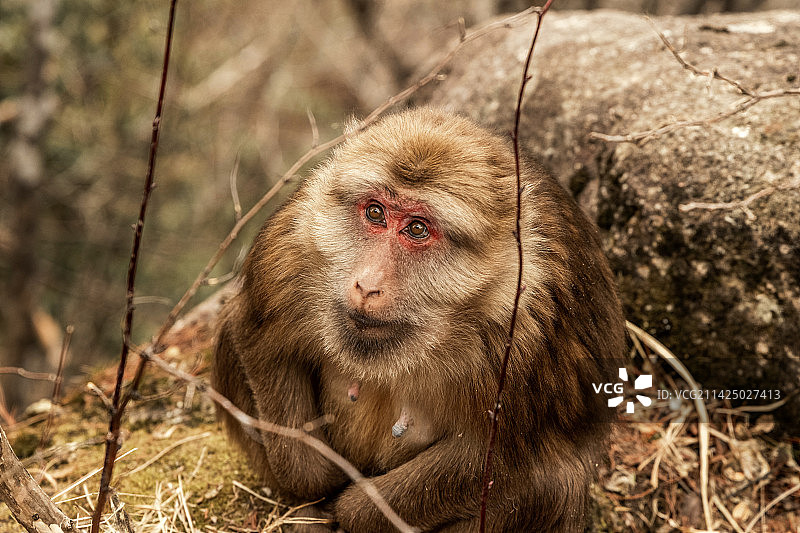 黄山短尾猴图片素材