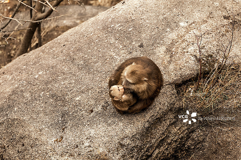 黄山短尾猴图片素材