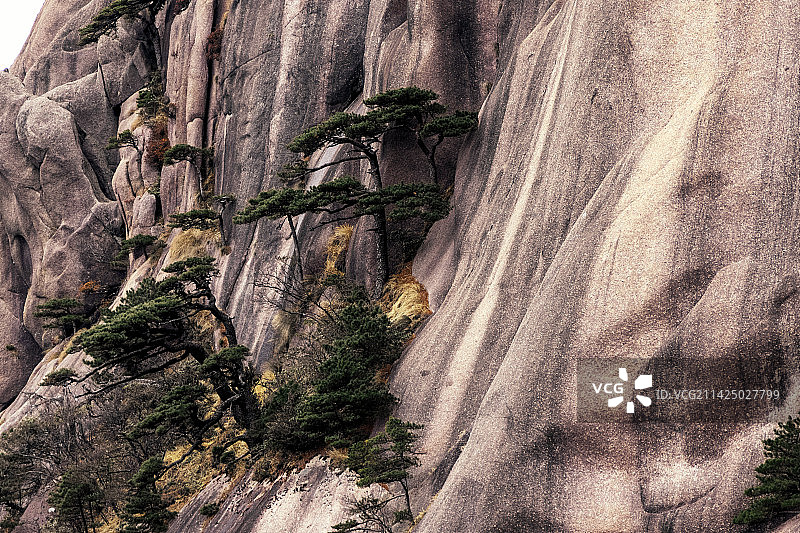 黄山奇松怪石猴子观海妙笔生花飞来石图片素材