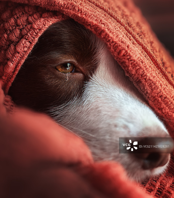 流眼泪的狗狗图片素材