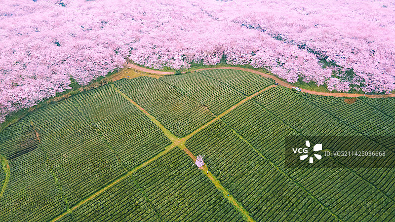 贵州平坝樱花园图片素材