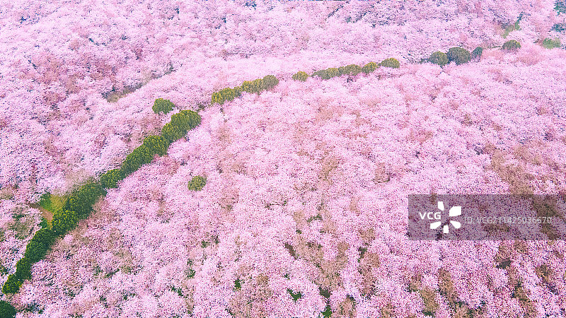 贵州平坝樱花园图片素材
