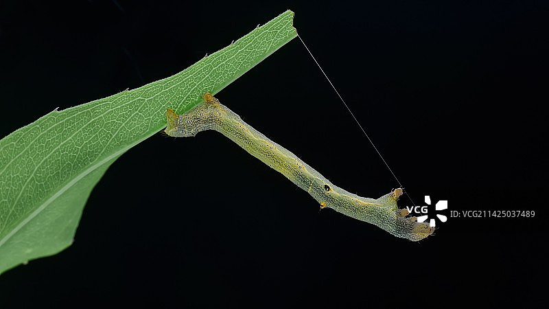 尺蠖拉尺图片素材