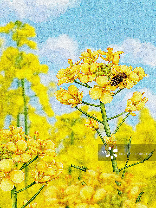 春天油菜花田图片素材