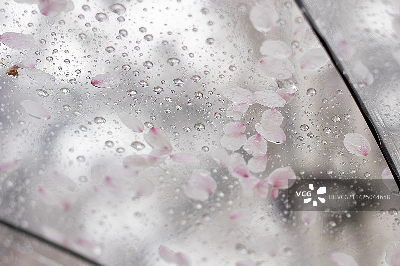 雨天透明雨伞上散落水滴花瓣樱花露水雨水粉色日系和风虚化细节低对比治愈低饱和图片素材