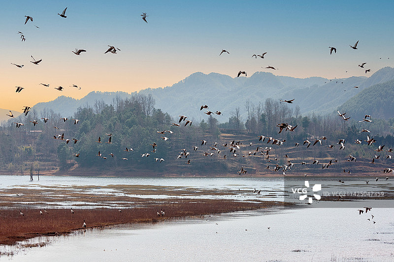 斑头雁：黑颈鹤----念湖春来早图片素材