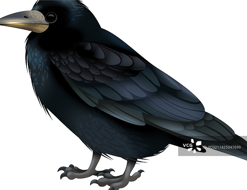 乌鸦与秃鼻乌鸦构图图片素材