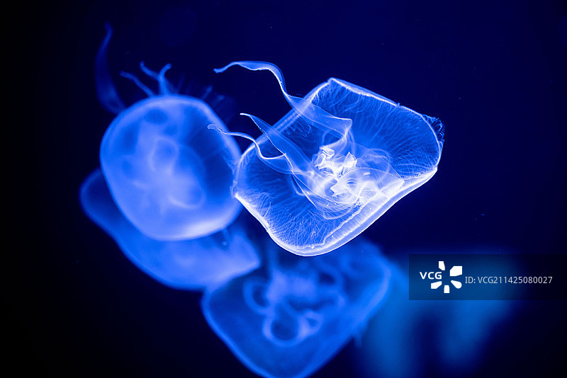 水族馆水母图片素材