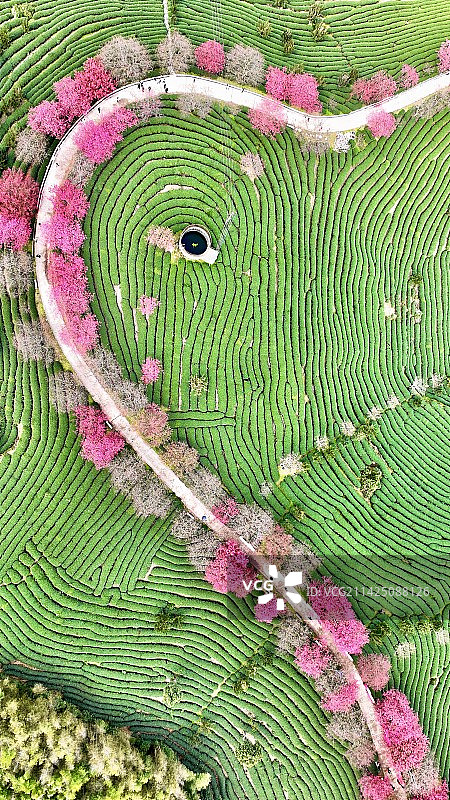 茶园春色图片素材