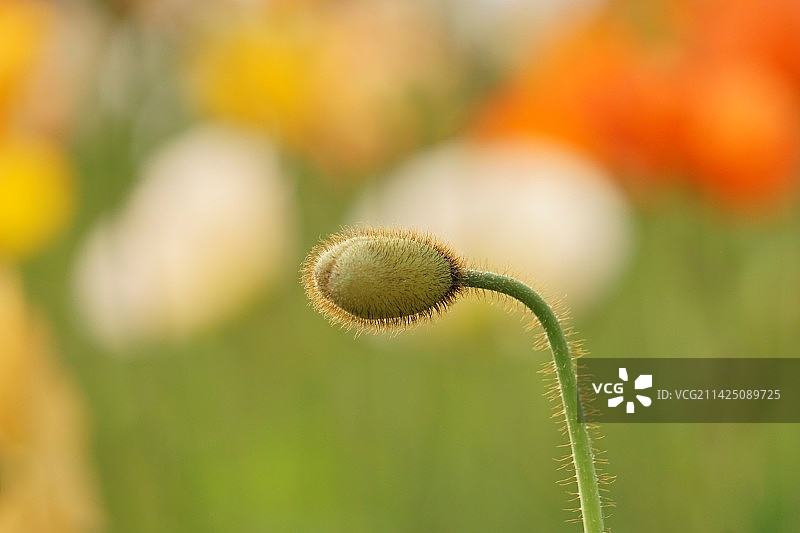 虞美人图片素材