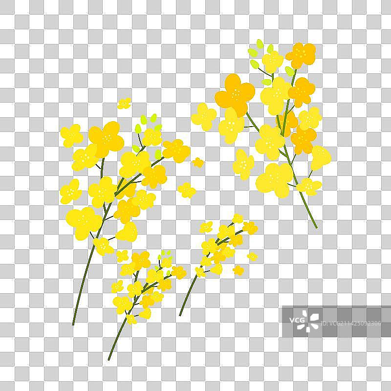 卡通油菜花矢量插画元素图片素材