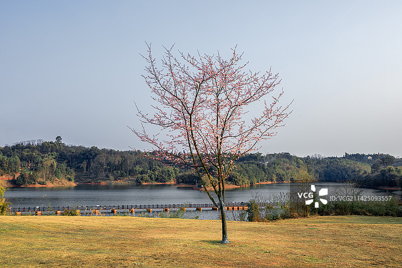 凤凰湖初春图片素材