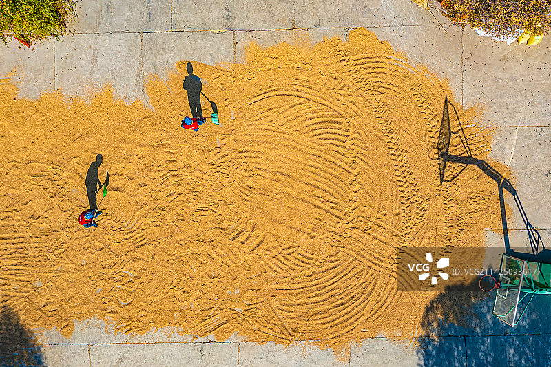 航拍 田野 机械化秋收 无法辨识的人收割图片素材