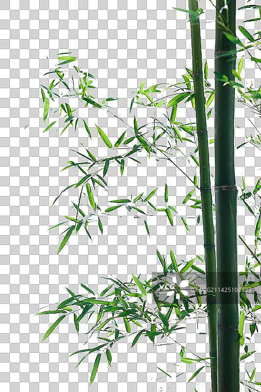 竹林图片素材