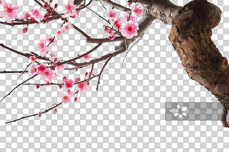 梅花图片素材