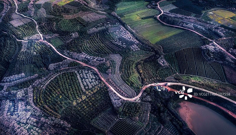 色彩斑斓（广西壮族族自治区南宁市武鸣区林渌李花盛开）图片素材