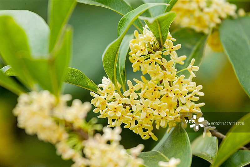 一支盛开的桂花图片素材