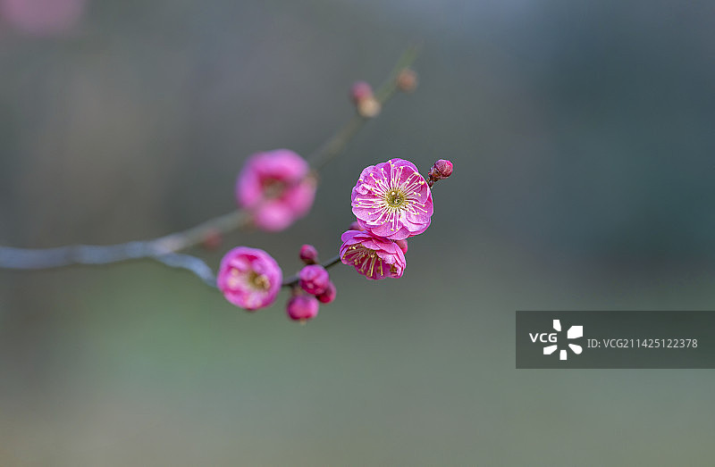 春日的梅花图片素材