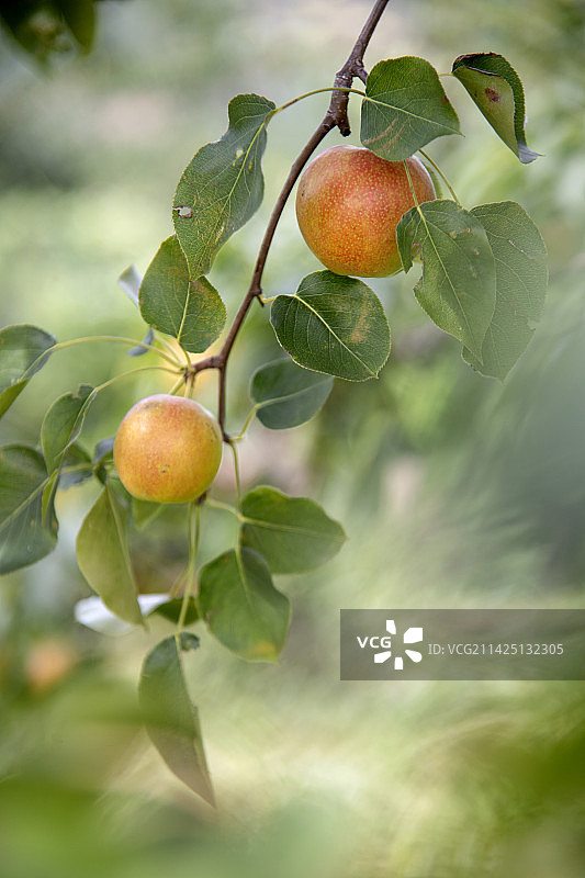 鞍山南果梨图片素材