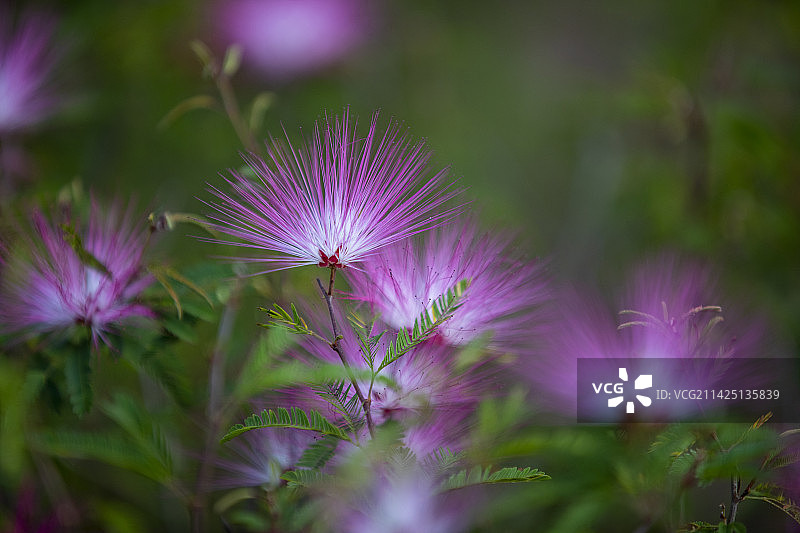 合欢花图片素材