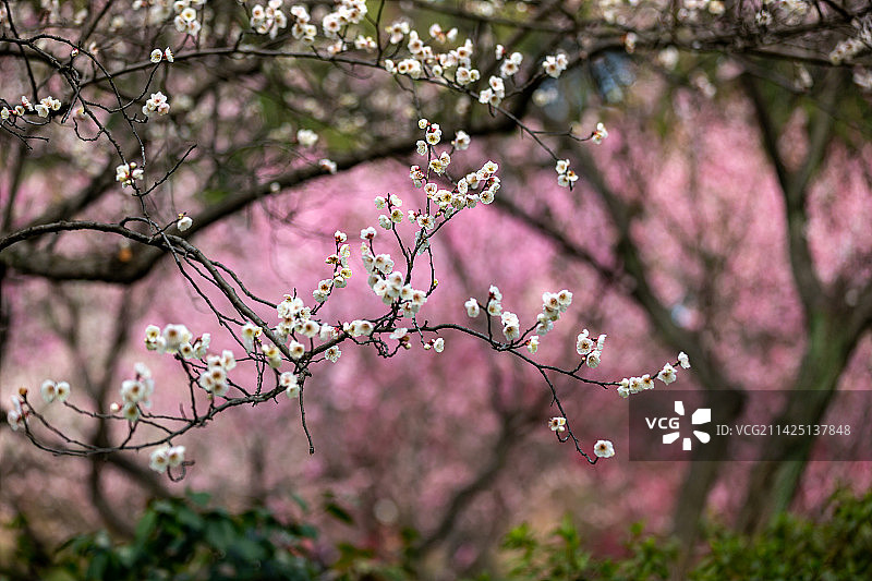 著名赏梅胜地江苏省无锡市荣氏梅园梅花盛开风光图片素材