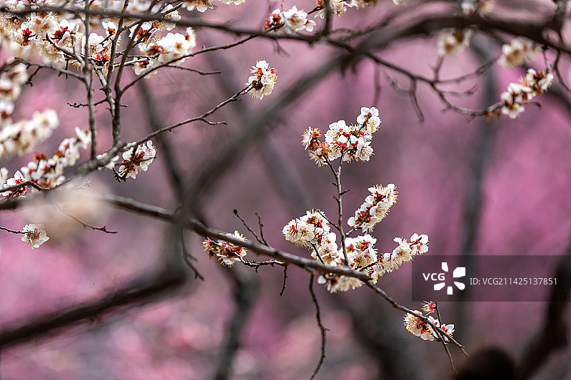 著名赏梅胜地江苏省无锡市荣氏梅园梅花盛开风光图片素材