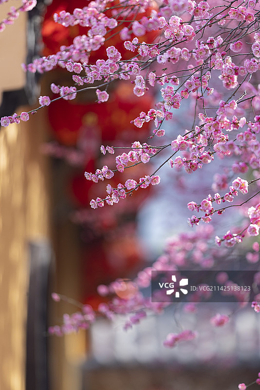 寺院内盛开的红色梅花图片素材