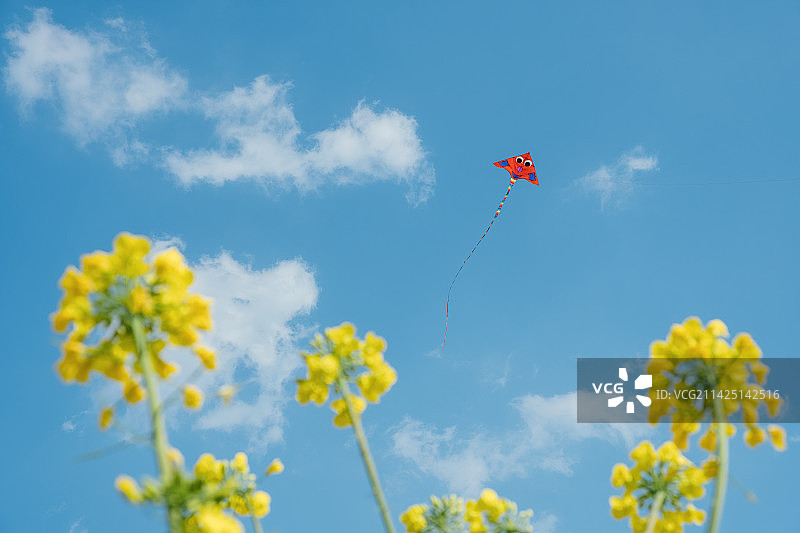 油菜花与风筝图片素材