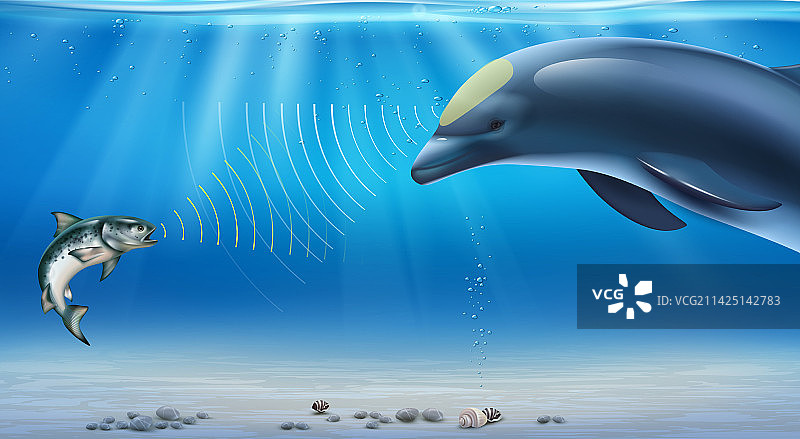 海豚回声定位信息图图片素材