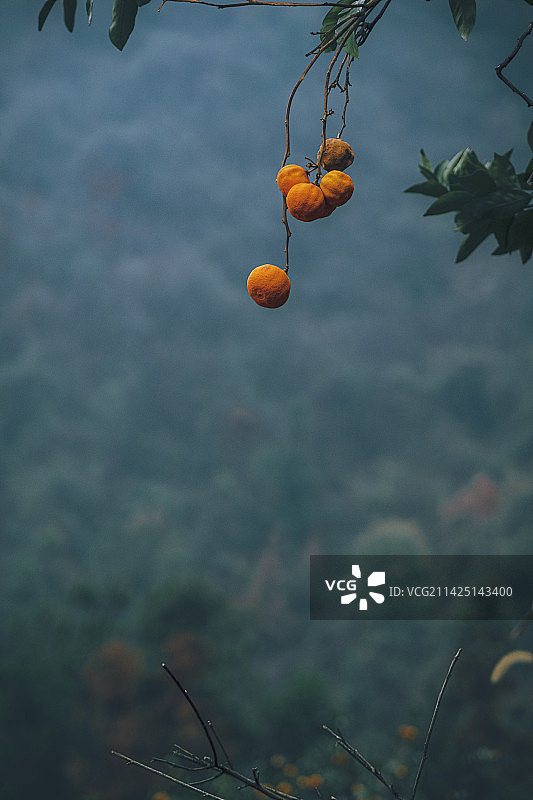 橘子红图片素材